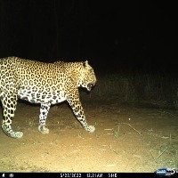 instance_leopard_body_head_tail project thumbnail