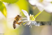 Pollinator_Monitor_vb project thumbnail