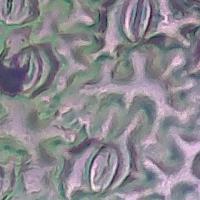 stomata-cells-u01qi-ss-ngyx project thumbnail