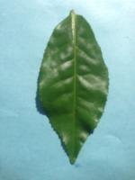 Plant Diseases project thumbnail