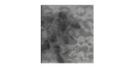 bees 2 project thumbnail