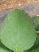 strawberry tipburn detection project thumbnail