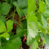 Strawberry leaf disease project thumbnail