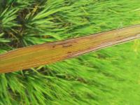 Leaf Rice Disease project thumbnail