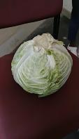 Cabbage Dataset project thumbnail
