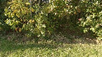 Forest project thumbnail