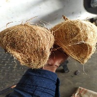 coconut project thumbnail