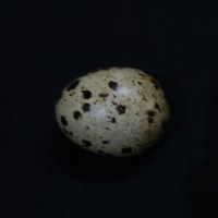 Egg Nutrients Area project thumbnail