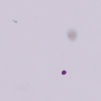 Pollen_lazy_labeling project thumbnail
