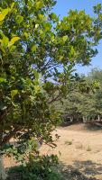 JACKFRUIT R4 04-03-2026 project thumbnail