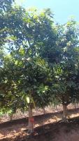 banginapalli row 2 07 04 2026 project thumbnail