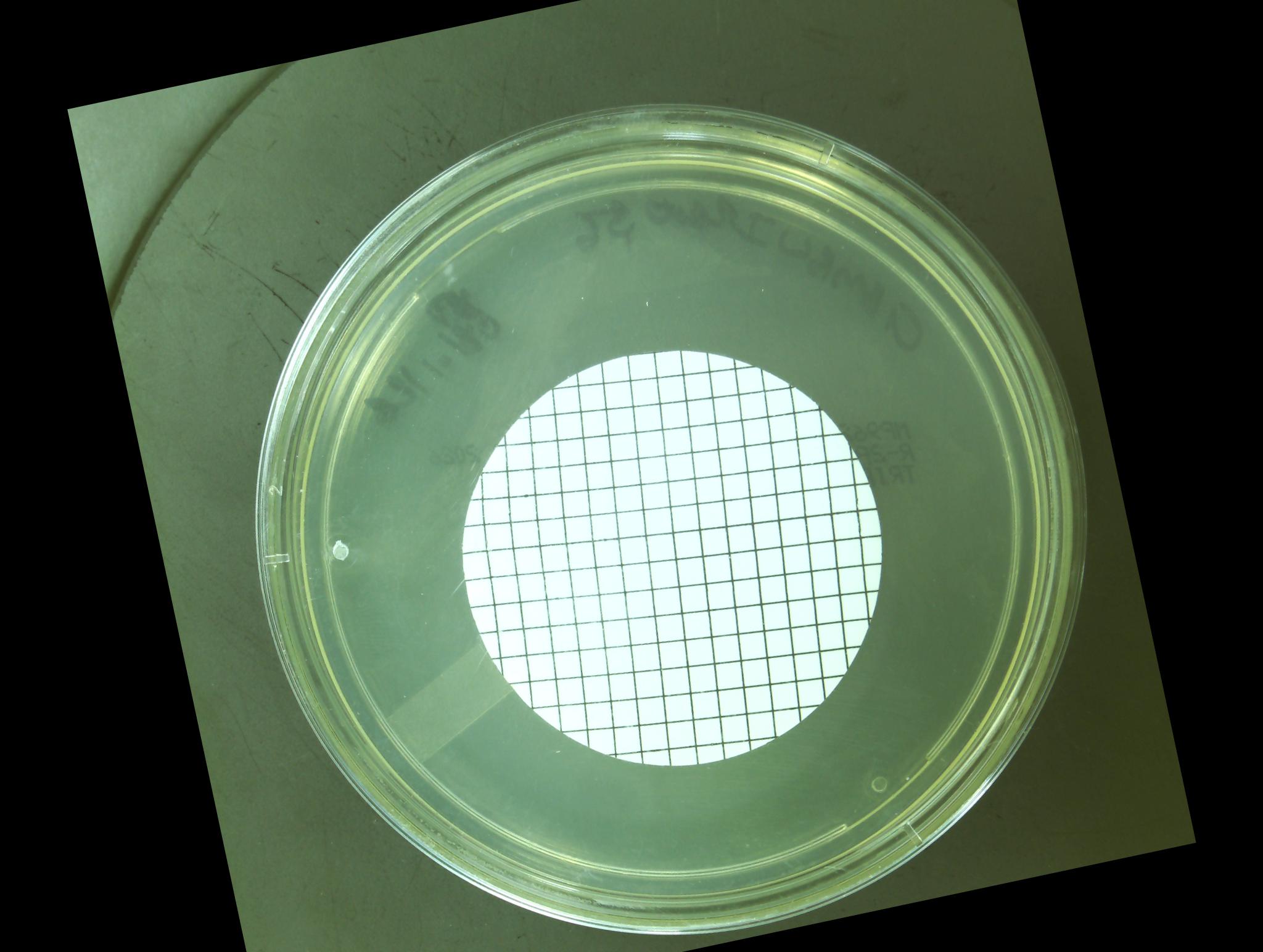 grid Object Detection Dataset by Microbe annotations