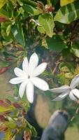 jasmin-flower-dataset project thumbnail