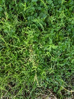 adamweeds project thumbnail