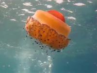jelly project thumbnail