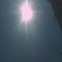 Data augmentation Jellyfish project thumbnail