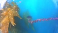 jelly object detection project thumbnail