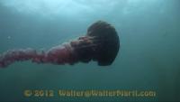 jellyfish regions project thumbnail