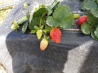 strawberry project thumbnail