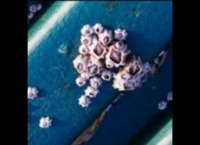 Barnacles project thumbnail