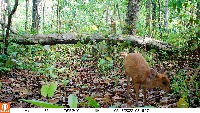 Dataset Image