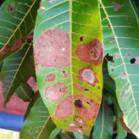 plant-disease-detection project thumbnail