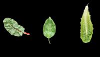 vegetables project thumbnail