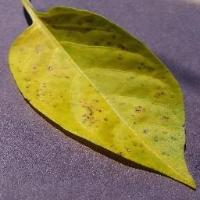 leaf project thumbnail