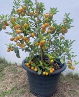 calamansi_detection project thumbnail