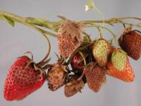 strawberryamritha project thumbnail