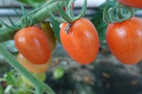 Tomato detector project thumbnail