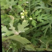 Agricultural_weed_detection_1 project thumbnail