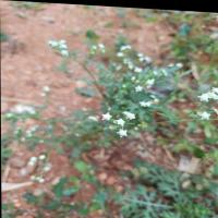Agricultural_weed_detection project thumbnail