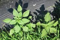 weed_detection project thumbnail