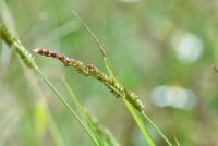 Minority_Weeds_3x project thumbnail