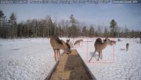 Deer project thumbnail
