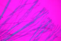 Chrysotile,Amosite,Crosidolite project thumbnail