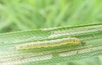 pest detection project thumbnail