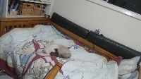 CAT project thumbnail