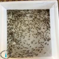 Fish Counting-use project thumbnail