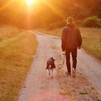 Stray Dog AI project thumbnail