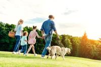 Stray Dogs, Pet Dogs, Humans project thumbnail