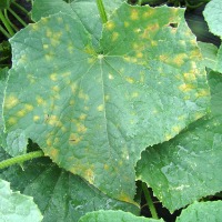 Cucumber diseases detection project thumbnail