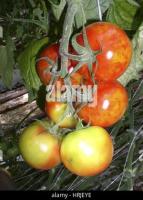 tomato leaf project thumbnail