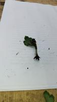 Aster Seedling Detection project thumbnail
