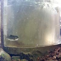 Test-fish-no-fish project thumbnail