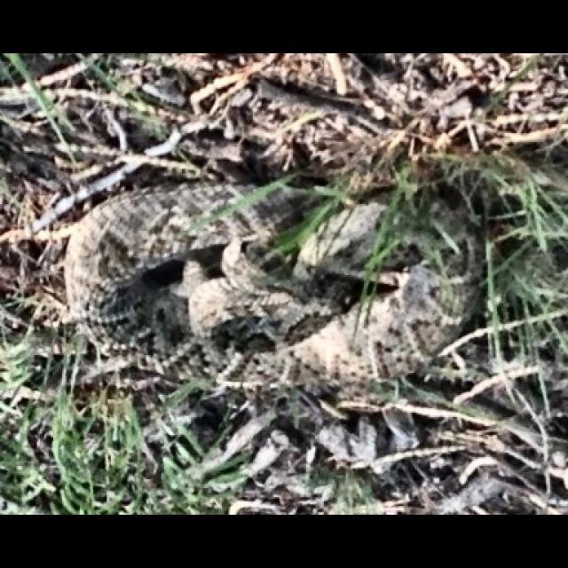 Detect poisonous animals Object Detection Dataset and Pre-Trained Model ...