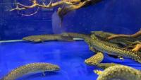 Aquarium project thumbnail