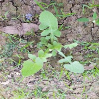 weed_detection project thumbnail