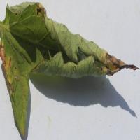 Crop Disease Detection project thumbnail